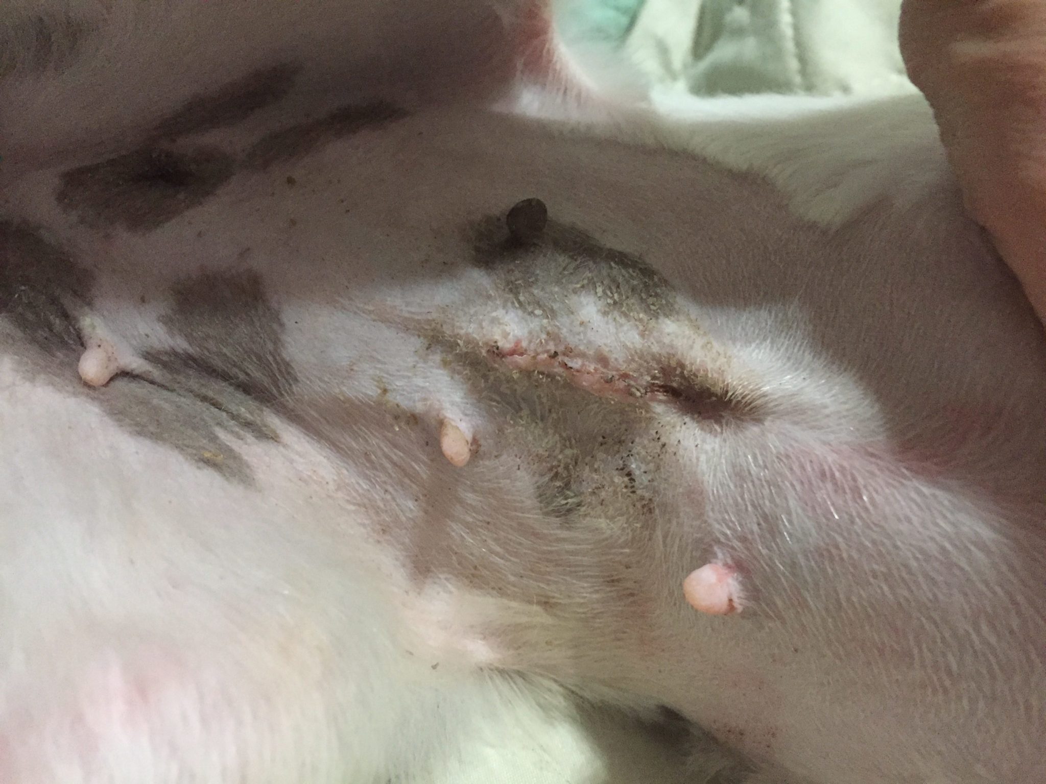 My Dog Has What I Feel Like Is A Seroma That Developed 1 Day Post Op Pawbly