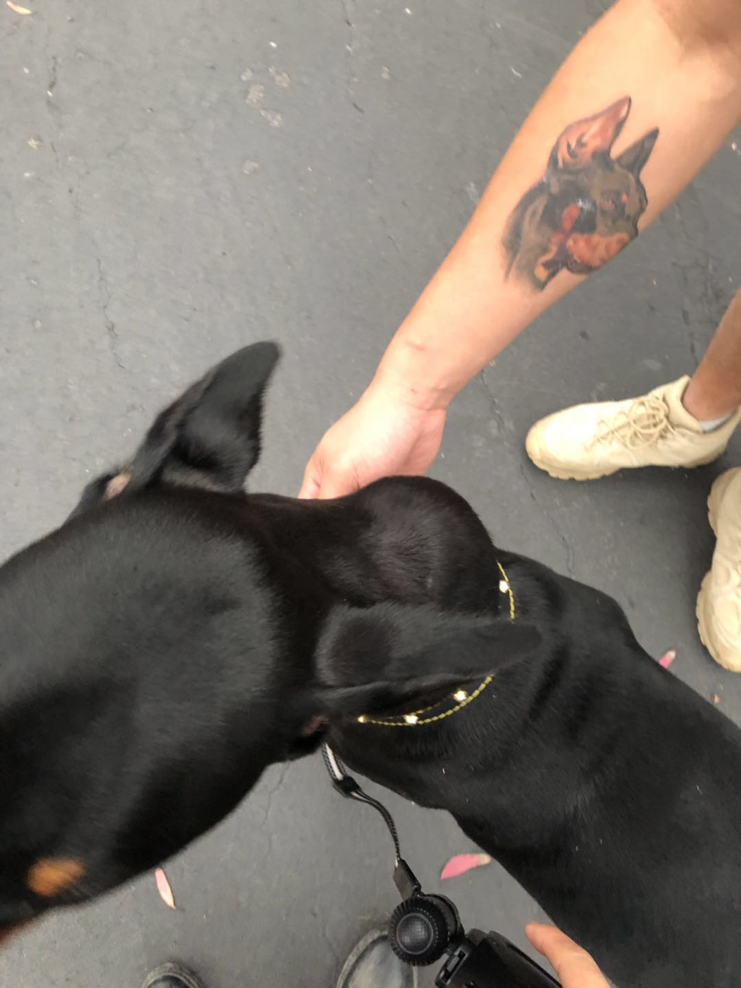 Seroma Drain Or Not My Puppy Was Bite By Another Dog About 10 Days Ago Pawbly