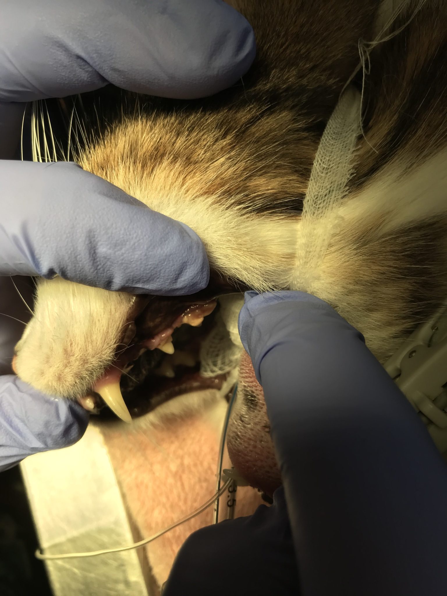 Routine Dental Cleaning and Extraction of a Broken Tooth in an 8 Year