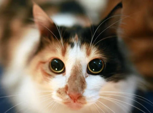kitten-pawbly