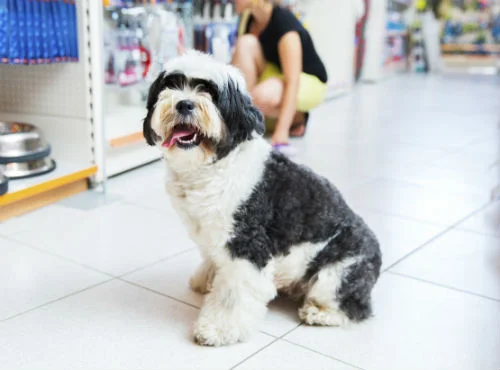 pawbly-dog