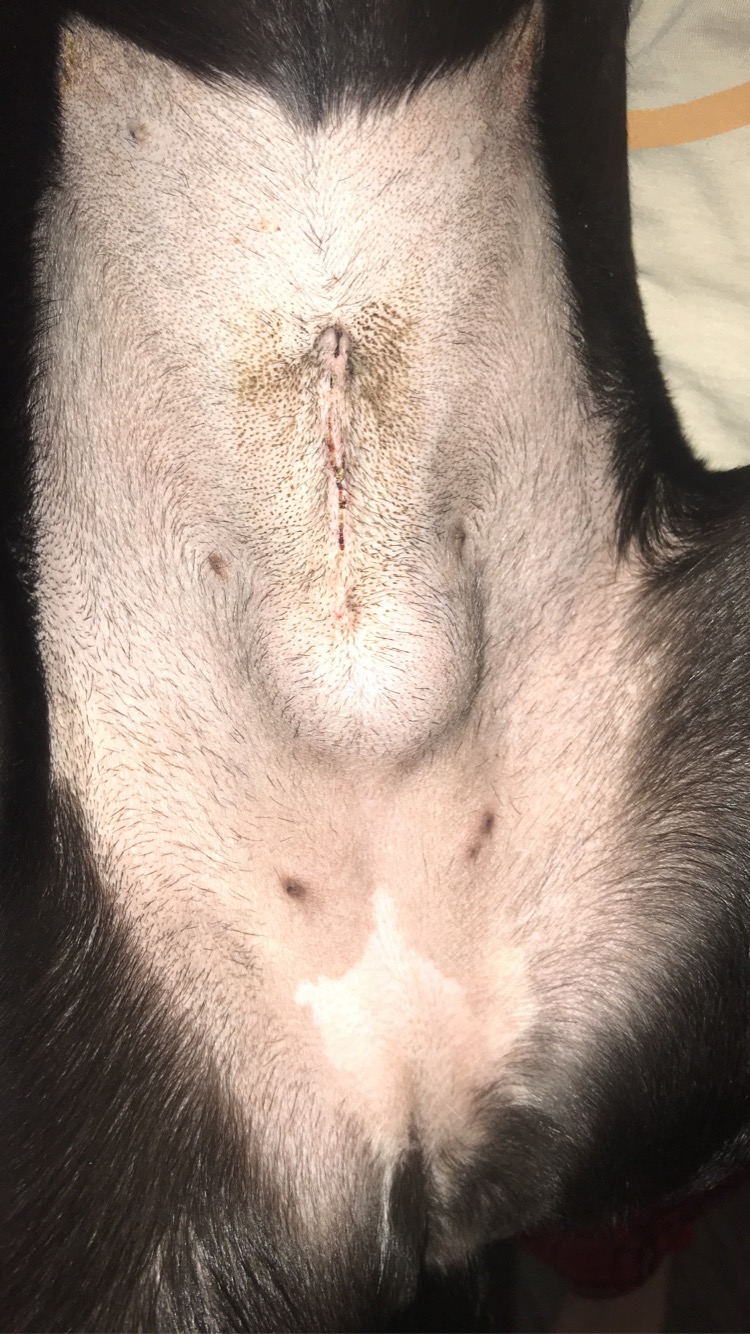 can a dog get a hernia after being spayed