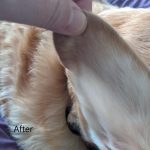 healed aural hematoma dog
