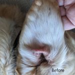 aural hematoma dog ear