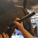 ZJKC Horse Therapy