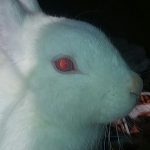 Profile picture of Marshmallow The Rabbit